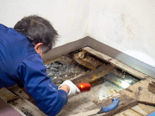 Best Home Mold Removal  in Grace, ID