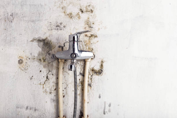 Best Mold Cleaning Services  in Grace, ID
