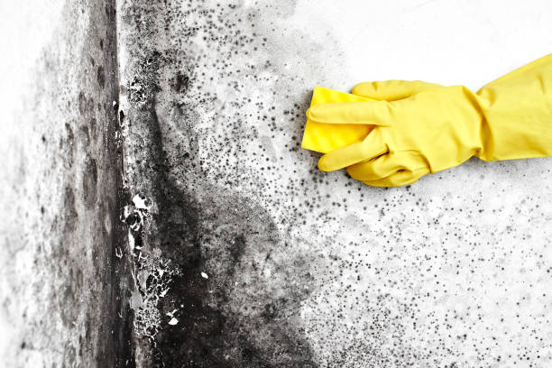 Best Mold Damage Repair  in Grace, ID