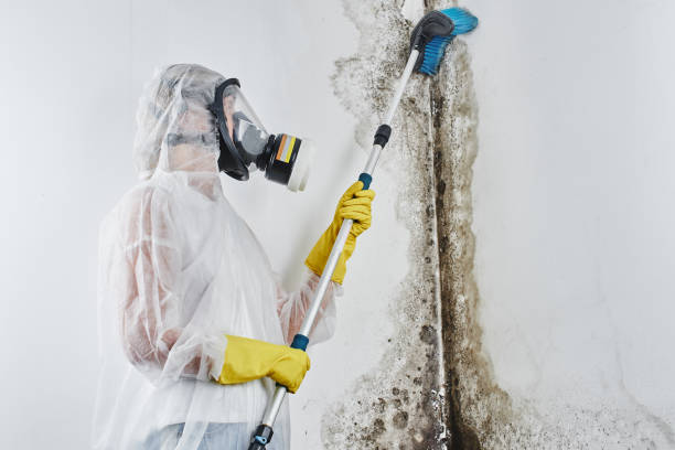 Best Office Mold Removal Services  in Grace, ID