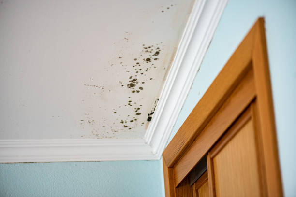 Best Mold Testing  in Grace, ID