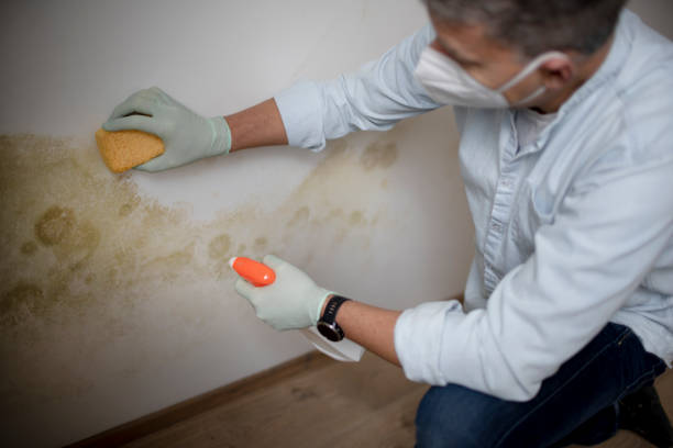 Home Mold Removal in Grace, ID
