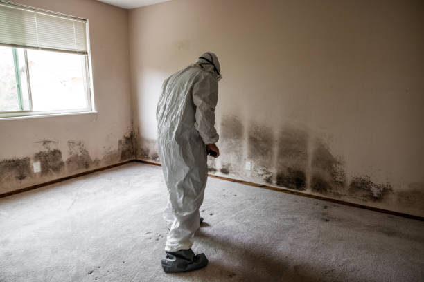 Professional Mold Removal in Grace, ID