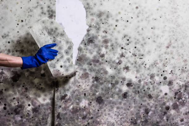 Best Mold Remediation  in Grace, ID