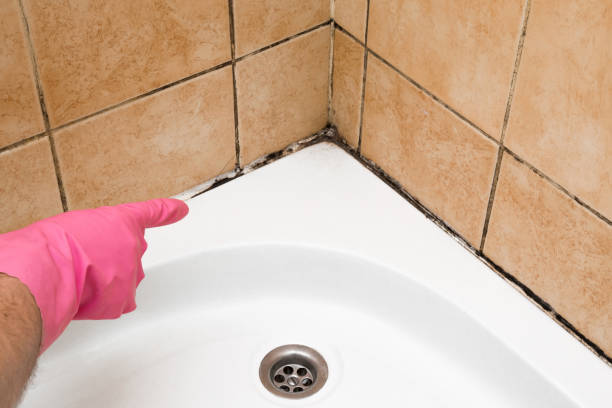 Best Commercial Mold Removal  in Grace, ID